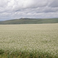 По пути в Белокуриху